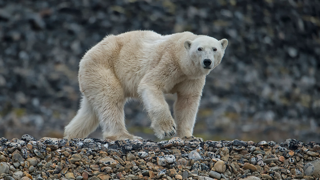 Illustration for article titled Heartbreaking Photos Of Polar Bears Who Will Die Before The Next ‘Metroid Prime’ If Nintendo Doesn’t Get Their Shit Together